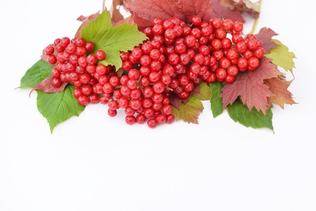 Guelder-rose berries with grean and red leaves on a white backgroundの写真素材