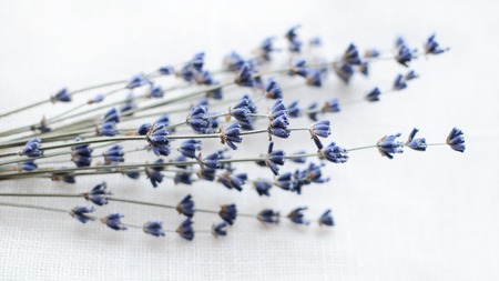 Lavender branch on a white textile backgroundの写真素材