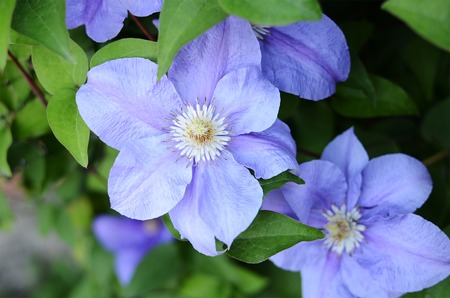 clematis flowers in blossom in the gardenの写真素材