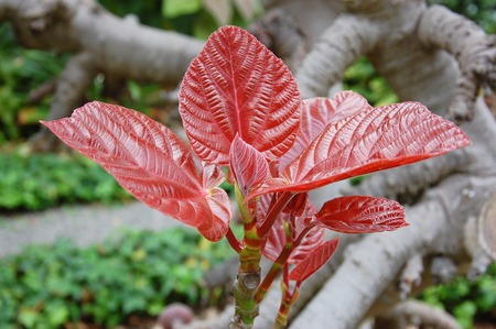 The brunch of red leaves of the exotic trea