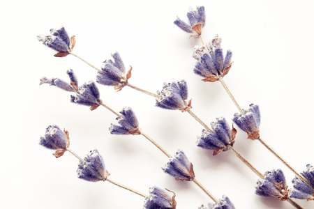 Dry lavender flowers over white background decorationの写真素材
