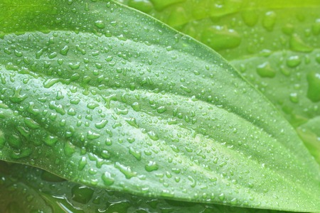 green plant leaf with water drops