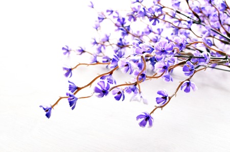 artificial brunch of violet oriental cherry flower in blossom, isolated white backgroundの写真素材