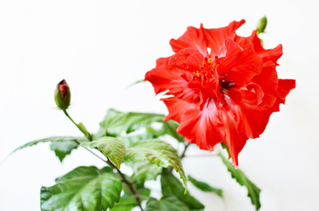 hibiscus red flower branch in magnificent blossom over white backgroundの写真素材