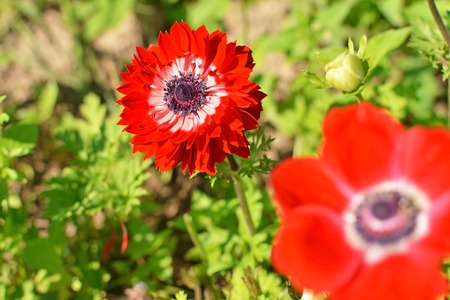 red anemone flowers on green summer bedの写真素材