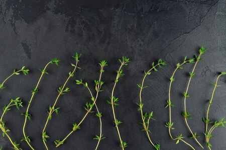 Fresh thyme sprigs on dark slate background. Aromatherapy concept.の写真素材