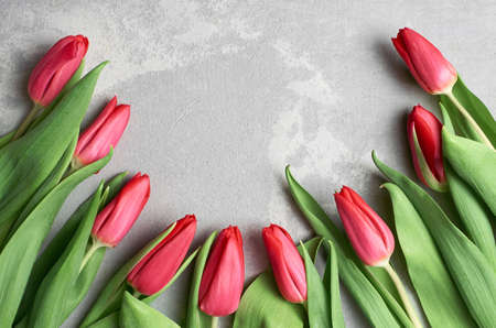 Red tulip flowers on gray concrete, greeting card with floral background, top view