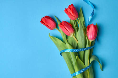 Spring red tulips bouquet with ribbon on blue paper background, top view, copy spaceの写真素材