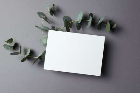 Invitation or greeting card mockup with natural eucalyptus twigs on greyの写真素材