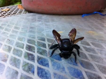 Black bee abejorro negroの素材