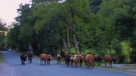 Early summer evening. A shepherd on horseback drives a herd of cows along the road. Around the green trees. In the distance a small car leaves.の写真素材