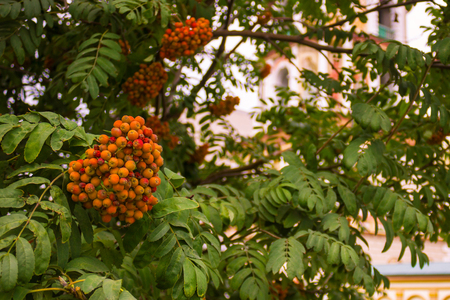Orange clusters of mountain ash among green leaves. In the background is the cathedral. The background is blurred.の写真素材