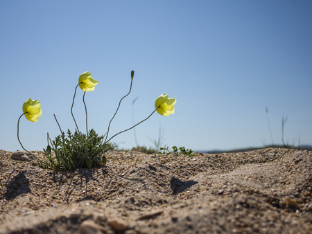 A yellow poppy flower with three buds stretches toward the sun. Around the large sand. Bright blue cloudless sky. Summer day.の写真素材