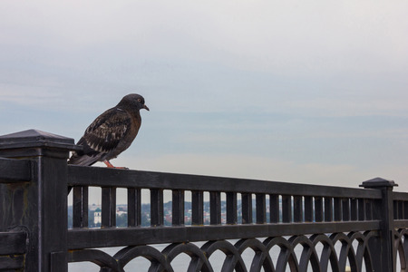 The dove sits on the city wall. Light, almost white sky. Early evening. Summer.の写真素材