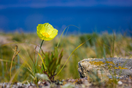 Yellow poppy blossoms among the stones. Bright blue sky. Summer. Macro photography.の写真素材