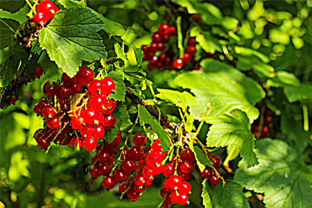 Red currant on a branch