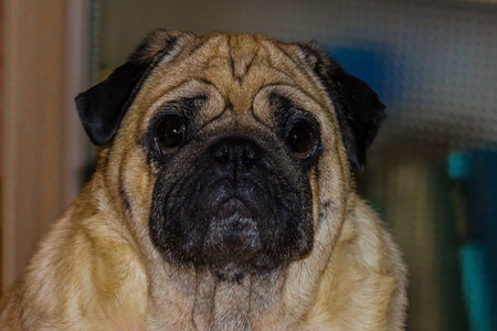 Muzzle of a pug close-up. A serious, sad dog looks at the viewer. In the eyes sostedotochennost, dumb question. The background is blurred.の写真素材