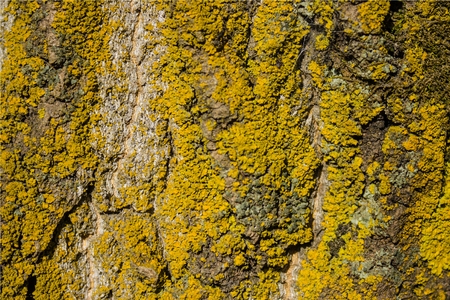 The bark of the tree is covered with moss. Light brown surface of the tree, covered with green moss. Macro photography, three-dimensional texture. The north side of the tree trunk. Deciduous forest.の写真素材