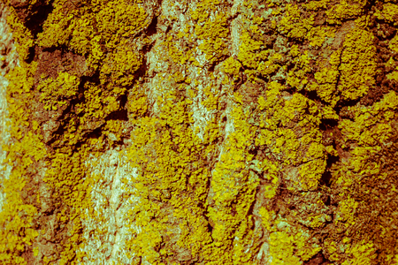 Light brown surface of the tree, covered with green moss. Macro photography, three-dimensional texture. The north side of the tree trunk. Deciduous forest.の写真素材