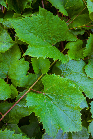 Background of green grape leaves. In the foreground is a diagonal with two large leaves. Sunny day, summer.の写真素材