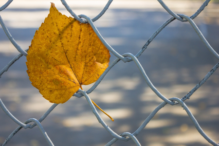 Close-up of a lonely yellow leaf stuck in the fence. Autumn in the city park. The background is blurred.の写真素材