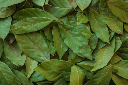 Background of long green leaves of laurel tree. Aromatic seasoning, spice, addition to hot dishes. Daylight.の写真素材