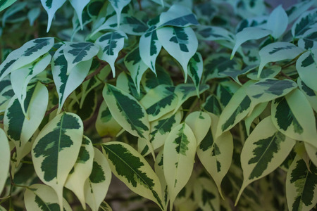 Green leaves, mixed color. Thick bush, branches. Blue cold toning. Daylight.の写真素材