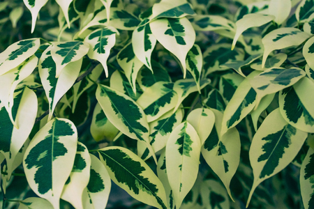 Many leaves are light and dark green. Houseplant, a lush shrub. Mixed shade, elongated shape.の写真素材