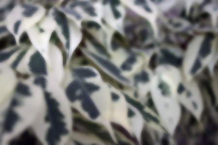 Houseplant, elongated leaves of dark green and light colors. A thick ornamental bush, lush branches....