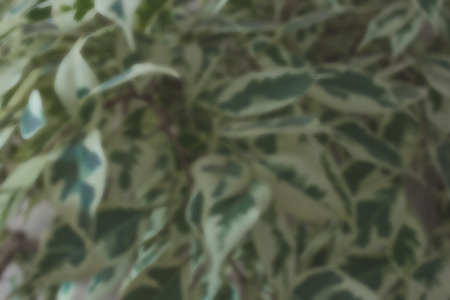 Green shrub, decorative plant. Mixed color, light and dark colors. Daylight, everything is blurry.の写真素材