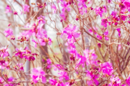 Delicate pink flowers on thin branches. Spring, the time of flowering. A bright sunny day. It's all blurry.の写真素材