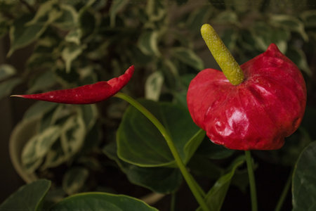 Indoor plant with a bright red flower. In the center of the bud is a thick pestle. Around the green leaves, the background is blurred.の写真素材