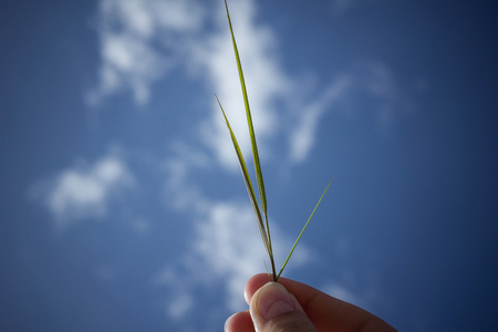Nature and man, harmony, preservation of the environment. A green blade in hand, in the background a blue sky, clouds. Daylighting, vignetting.の写真素材