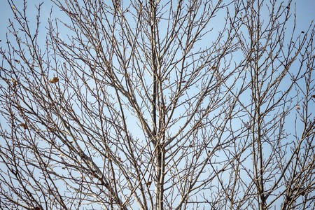 Bare branches, foliage flew around. Autumn, October, November. Nature, cold season. Blue sky, daylight.の写真素材