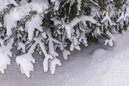 Snowfall, white snow on the branches of a green Christmas tree. New Year, Christmas background....