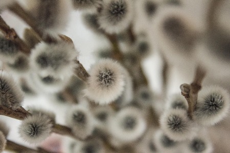 Willow with fluffy buds. Gray blurred background, top view. Spring, Christian holiday.の写真素材