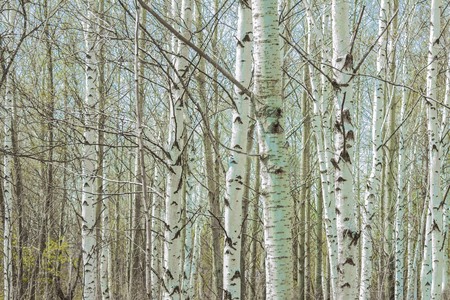 Birch grove, forest. White trunks, bare branches, early spring. Reserve, park, nature. In the...