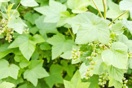 Green foliage, currant bush in the garden. Beginning of summer, sunny day. The far plan is blurred.の写真素材