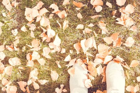 Fallen leaves on the ground. Autumn, change of season. Top view, lateral solar exposure. Vintage toning, muted tones.の写真素材