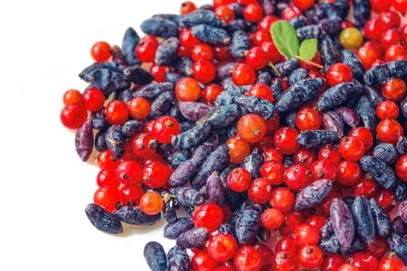 Bright wild berry, currants and honeysuckle. Summer harvest, vitamins. View from above. The distant plan is blurred.の写真素材