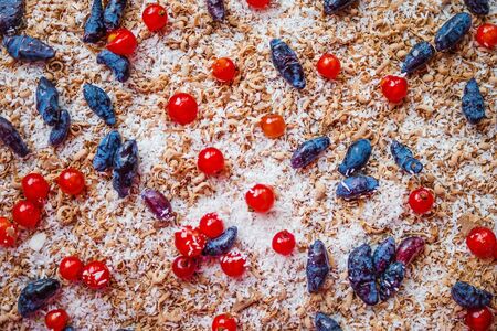 Celebration, birthday, party. Homemade cake decorated with chocolate and fresh berries. Delicious dessert, sweetness.の写真素材