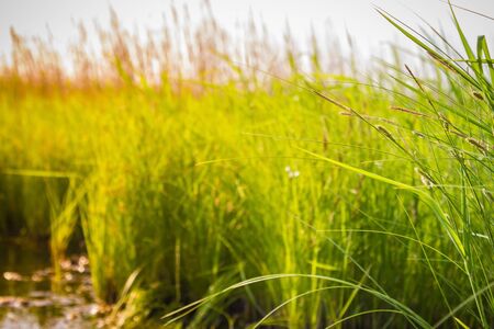 High summer, a hot sunny day. Green grass on the lake. Countryside, outdoor recreation. The distant plan is blurred. Toning, side sunlight.の写真素材