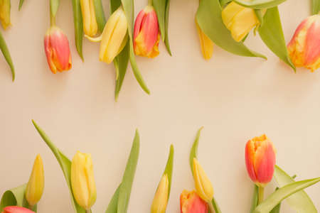 Red and yellow tulips on a light background. Congratulations on the holiday, mother's day, birthday. Toning. Copy space.の写真素材