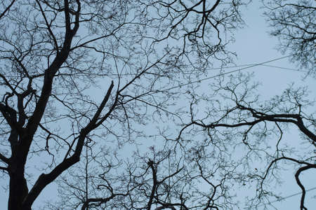 Leafless autumn trees against the sky. Thin branches are intertwined. Natural background, abstraction.の写真素材