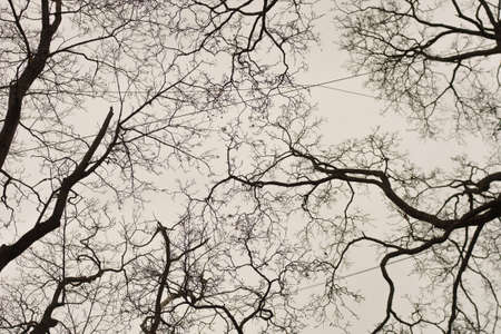 Thin branches of trees intertwine overhead. Leaves have flown, late autumn. Withering, desolation, loneliness, depression.の写真素材