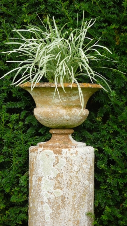 Vase with Plantの写真素材