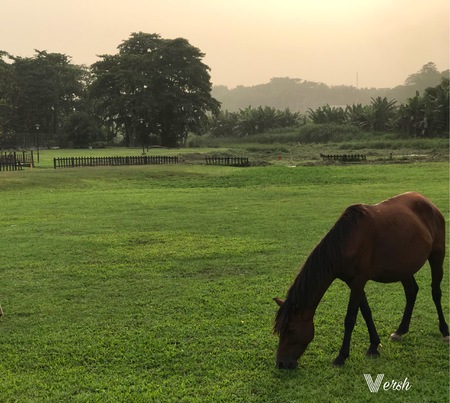 Nature feedingの写真素材
