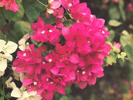 Bed of red flowersの写真素材