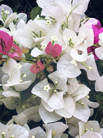 The bed of flowers