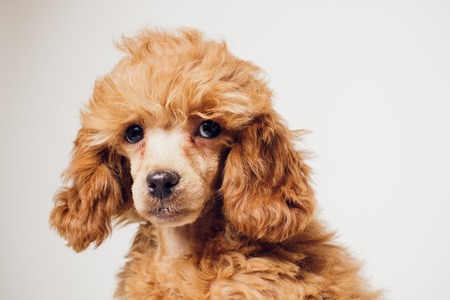 Adorable Mini Toy Poodle with Golden Brown Fur on a white backgroundの写真素材